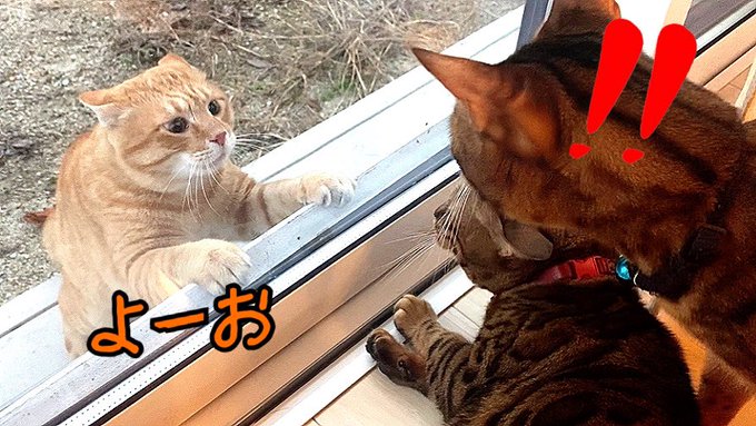 たま にゃんたまhouseさん がハッシュタグ 野良猫 をつけたツイート一覧 1 Whotwi グラフィカルtwitter分析 たま にゃんたまhouseさん がハッシュタグ 野良猫 をつけたツイート一覧 1 Whotwi グラフィカルtwitter分析