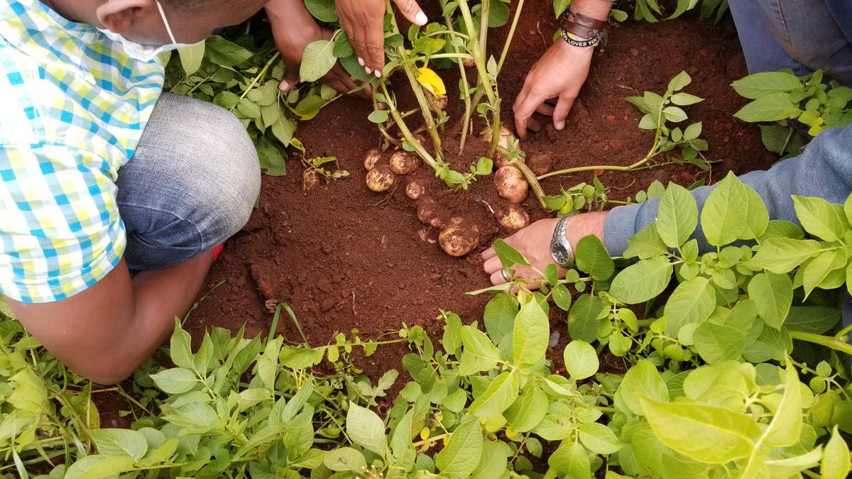 After a lot of hardwork&amp; patience the 2nd #ClimateSmartAgriculture investment plan for a cooperative has been approved under the <a href="/crafteastafrica/">CRAFT East Africa</a> in kenya seekingto enhance #sustainableintensification through increased access to quality seed potatoes for SHF <a href="/Agriterra/">Agriterra</a>