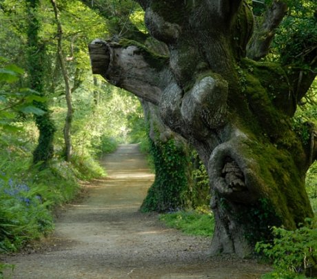 'The Jungle', flower and vegetable gardens, the hybridising of rhododendrons and their planting around Flora's Green, the creation of the Italian Garden, and latterly Europe's only remaining pineapple pit, warmed by rotting manure,