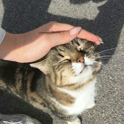 🐱 (@johnnyascats) on Twitter photo 