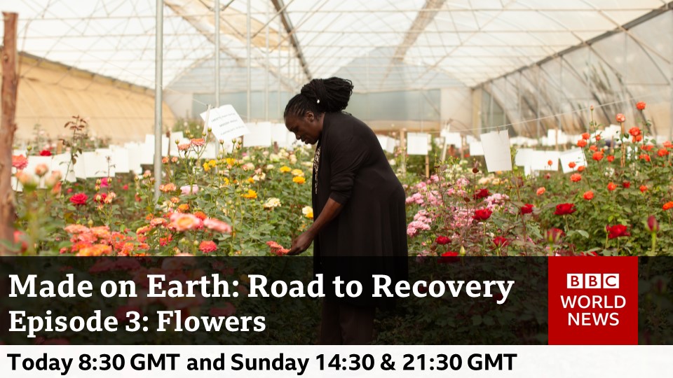 In the first 6 weeks of the Covid-19 lockdown, the EU cut flower market lost €1bn.🥀

<a href="/BabitaTV/">Babita Sharma</a> &amp; <a href="/finnaberdein/">Finn Aberdein</a> explore the ripple effects of the pandemic on the cut flower supply chain, impacting millions of livelihoods.

Made on Earth: Road to Recovery | Today | #BBCWorldNews