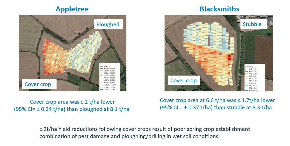 The final yield results showed a reduction where the cover crop had been, but this was largely due to increased pigeon and slug damage in these areas. 3/5