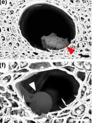 MPPjournal's tweet photo. Xylella fastidiosa in grapevine xylem - global transcriptomic study looks for the signals and effects: https://t.co/MRiZgjEXou https://t.co/uxNSQLUAX1