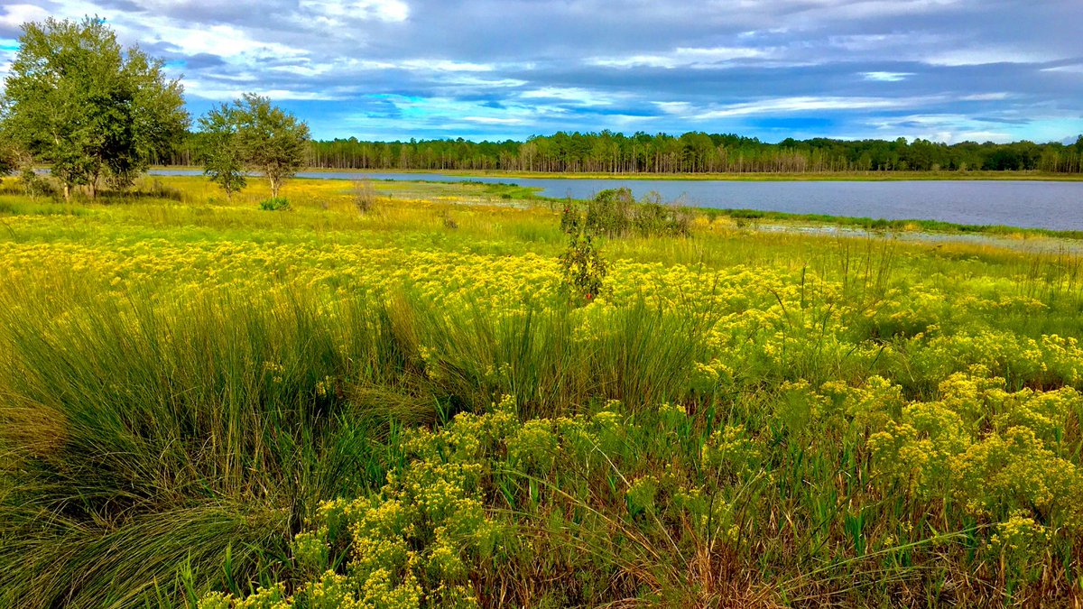 FLStateParks's tweet image. #FloraFriday 📍Mike Roess Goldhead Branch State Park looking particularly golden with this goldenrod field! #DidYouKnow Goldenrod is confused with ragweed, which irritates allergies. Goldenrod actually doesn't cause allergy issues because its pollen isn't spread through air!