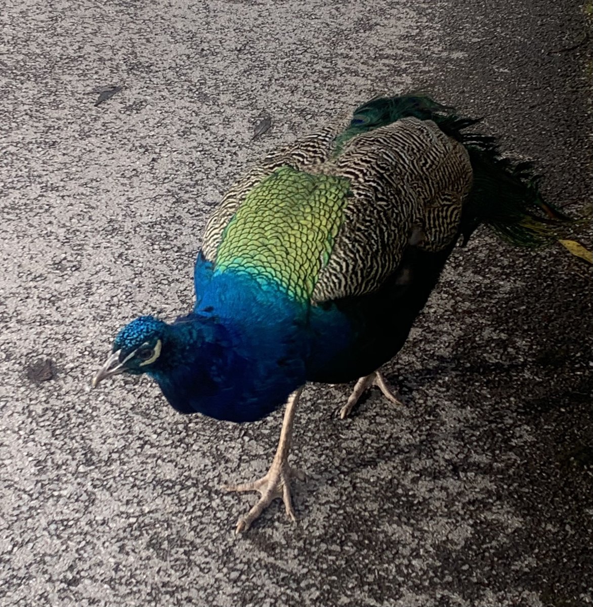 The intriguing beauty of vibrant colour...reminds us of our love for a certain gemstone 💙

#gemstonejewellery #colourbeauty #vibrantcolour #welovecolour #deepcolour