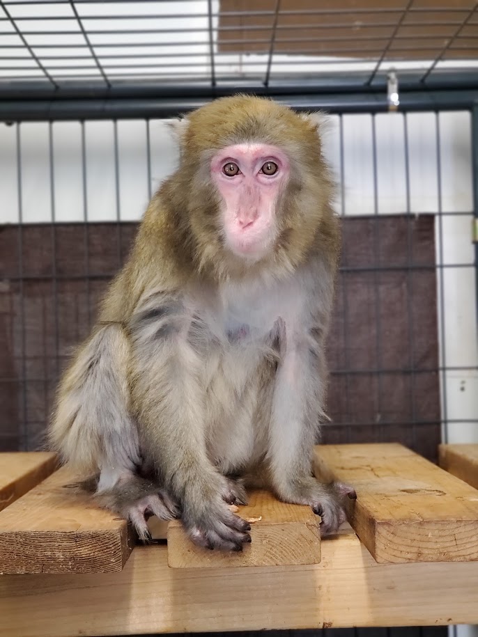 okprimates's tweet photo. In late Sept., we told you about Nicky, an older Japanese macaque we took in after rescue by @ARCorps. Nicky had  been held a pet, in a parrot cage. Here's a new photo- Nicky is settling in well. A happy note to end this week. #animalrescue #weekendvibes https://t.co/YgRfu0QhRq