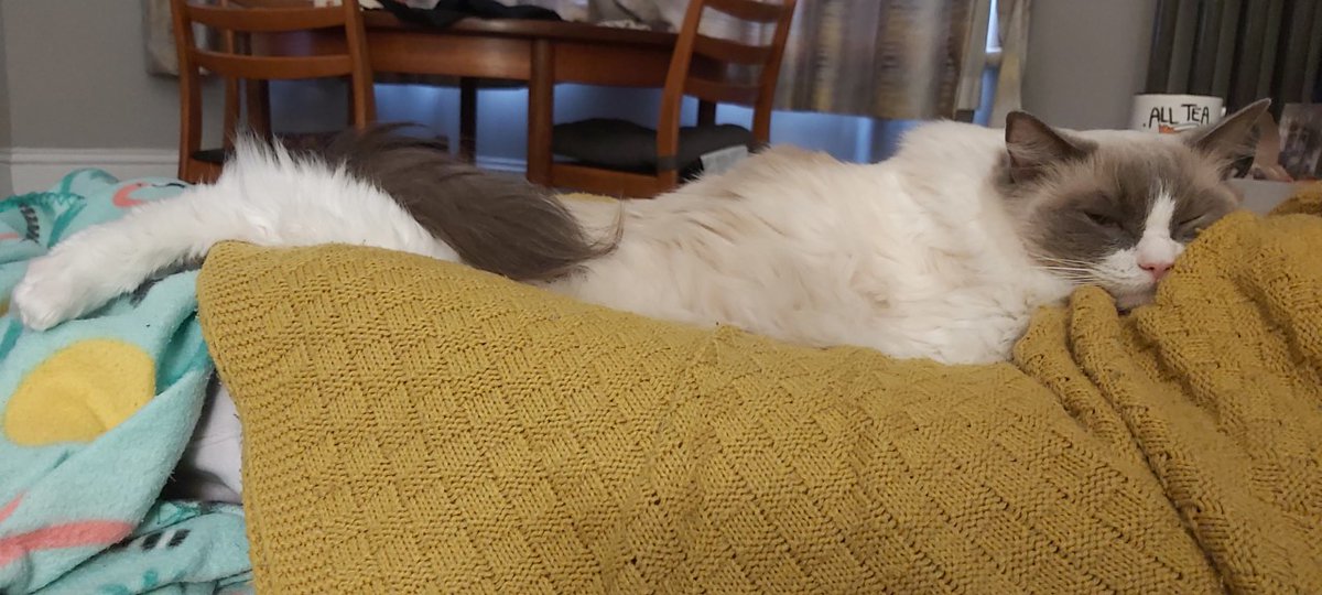 Getting warmed up for another huge Friday night in lockdown 🎉🕺

#CatsOfTwitter #ragdollcats #FridayFeeling #floofclub