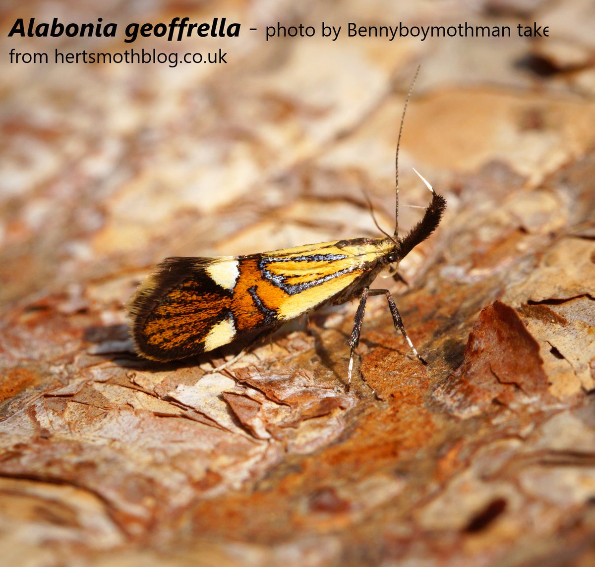 BritishMoths's tweet photo. Group C:

Catoptria pinella
Alabonia geoffrella
Argyresthia brockeella
Adela reaumurella

Cast your vote in the poll tweet below by clicking on the name of the species you wish to vote for. 

Voting open for 4 days! https://t.co/Cy0eIRBtOh