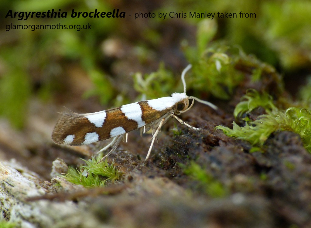 BritishMoths's tweet photo. Group C:

Catoptria pinella
Alabonia geoffrella
Argyresthia brockeella
Adela reaumurella

Cast your vote in the poll tweet below by clicking on the name of the species you wish to vote for. 

Voting open for 4 days! https://t.co/Cy0eIRBtOh
