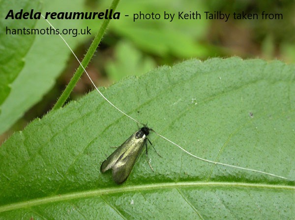 Group C:

Catoptria pinella
Alabonia geoffrella
Argyresthia brockeella
Adela reaumurella

Cast your vote in the poll tweet below by clicking on the name of the species you wish to vote for. 

Voting open for 4 days!