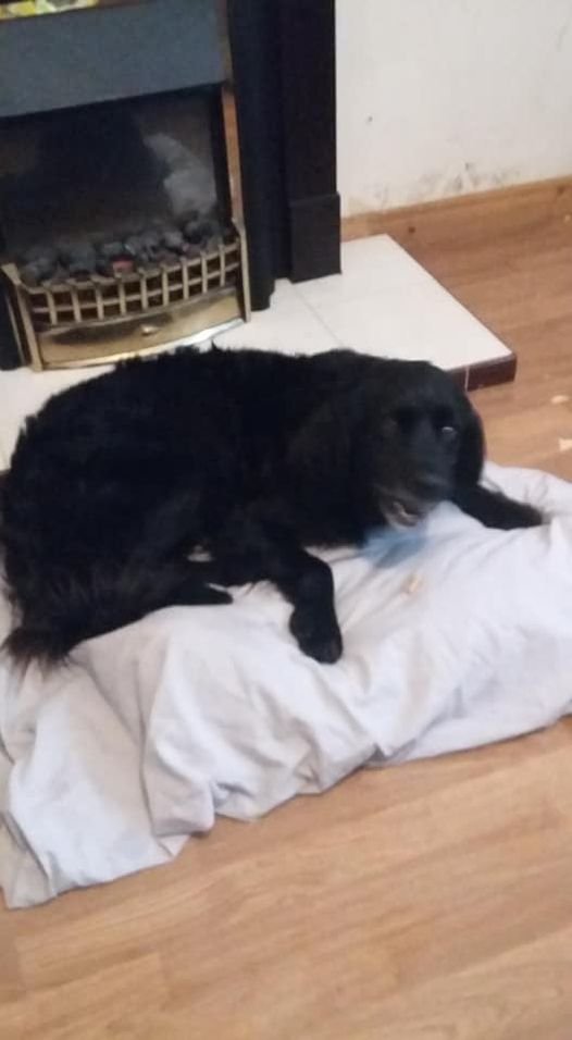 gelert01's tweet photo. ‼️SEARCHING FOR OWNERS‼️ This furbaby as found on the back road #Creggan #Newry #BT35 #NorthernIreland Contact https://t.co/giNsZswUxI @rosiedoc666 @rosieDoc2 @NorthernIreland @newryreporter @nmdcouncil @NewryChamber @NewryTimes @DestNewry https://t.co/J85ToLk9yC