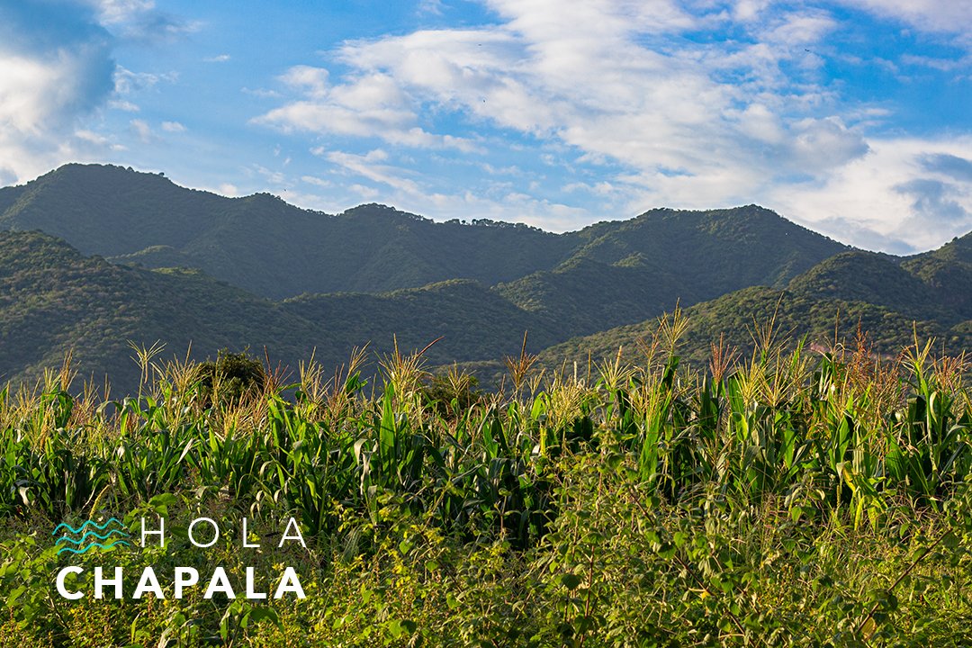 HolaChapala's tweet photo. Maizales y montañas / Cornfield &amp; mountains.
#HolaChapala #Chapala #Mountain #LagoDeChapala #ChapalaLake #Ajijic #MexicanPostcard #Maiz https://t.co/ebBOAhwkta