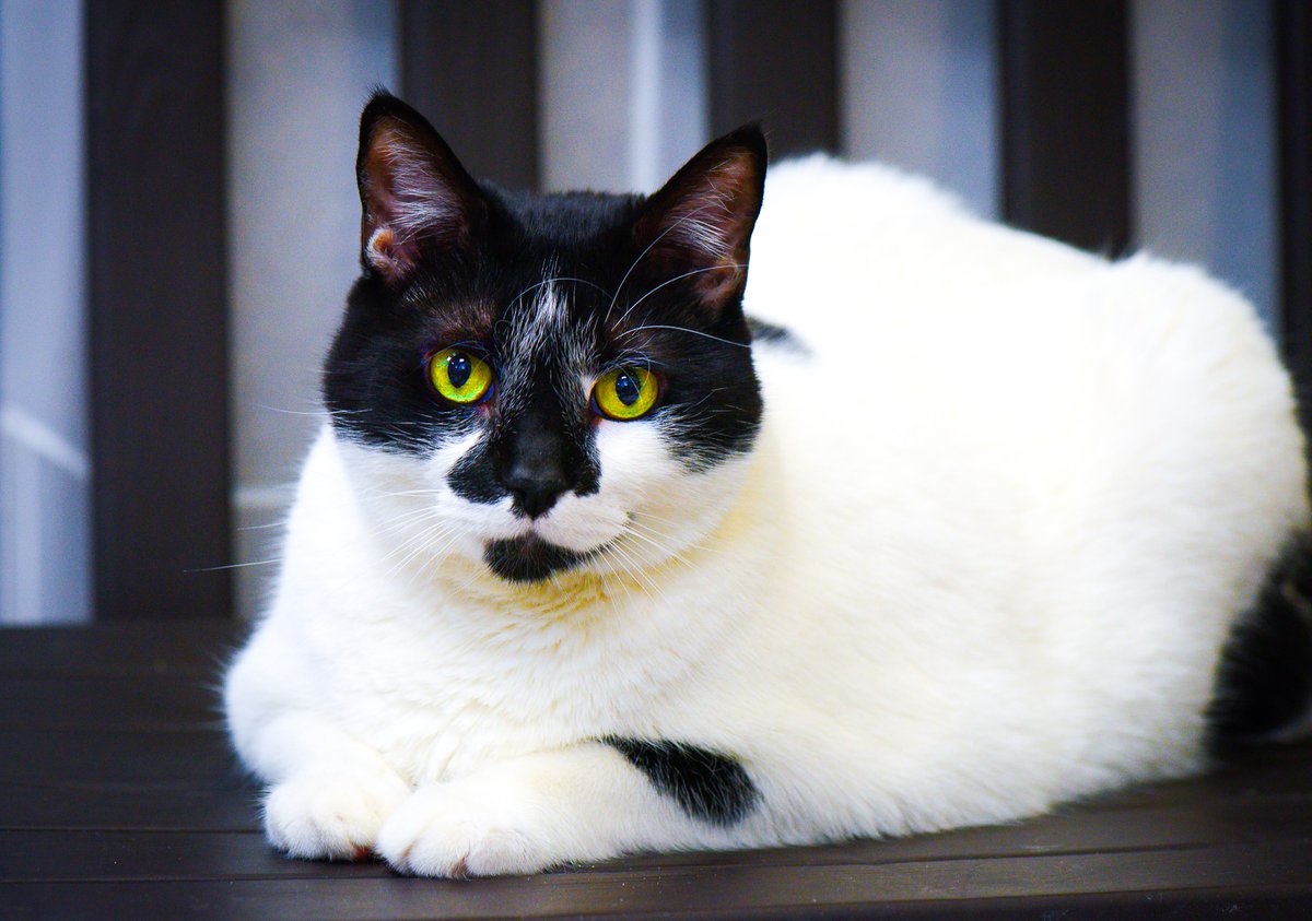 hubert animal shelter