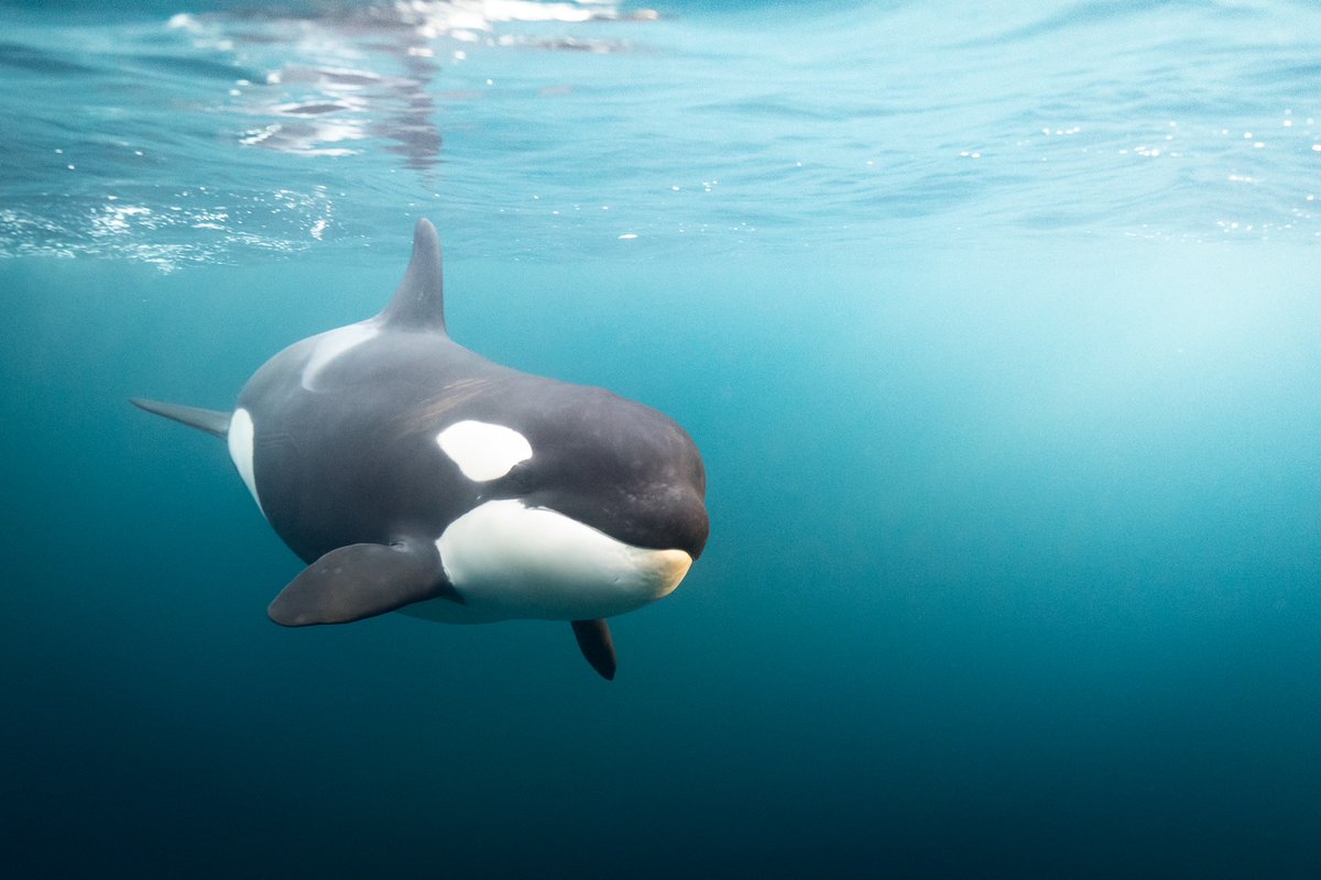 Life for an #orca is full of deep explorative dives, adrenaline-inducing tussles with prey and, perhaps most importantly, quiet moments and loving touches with family members 🥰 🐬 

📷: Tobias Maloy