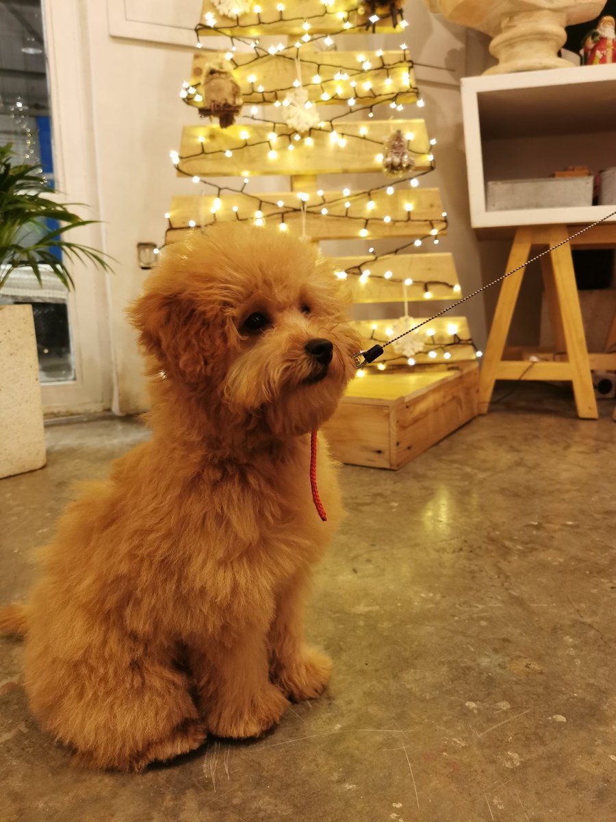 مريم بنت بدر الديولي 🇰🇼 tweet media