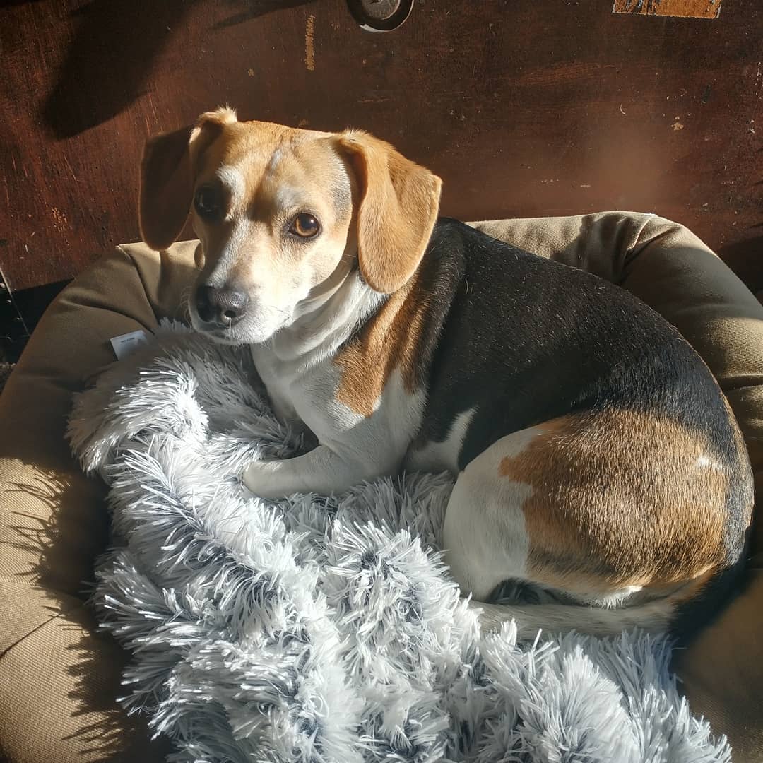 Sharing the #happysundog love this morning, courtesy of Cooper! Hope everyone had a great start to their weekend!
.
.
.
#dogs #dogsoftwitter #dog #beagle