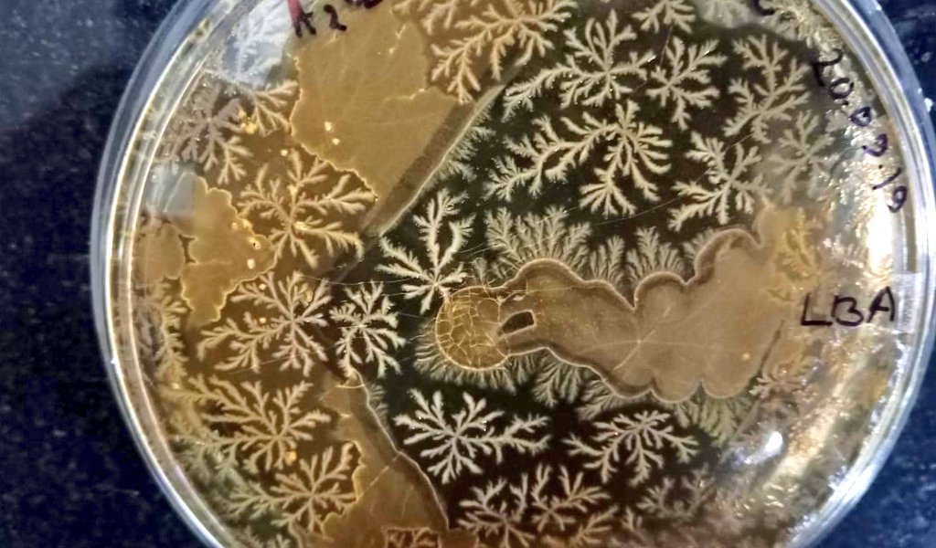 SanjitaPanigra2's tweet image. Bacteria Bacillus 😍😍😍
#labdiaries 
#Biotechnology