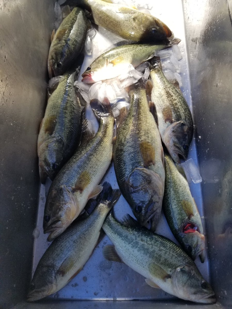 Jaguar_Fishing's tweet photo. I've cleaned so many fish this week, the creek just keeps on #giving ... I took today off! #JaguarFishingTeam #FortGunnison #Gunnisoncreek #Frontier #largemouthbass #Mobiledelta https://t.co/0WIJLK7UuR