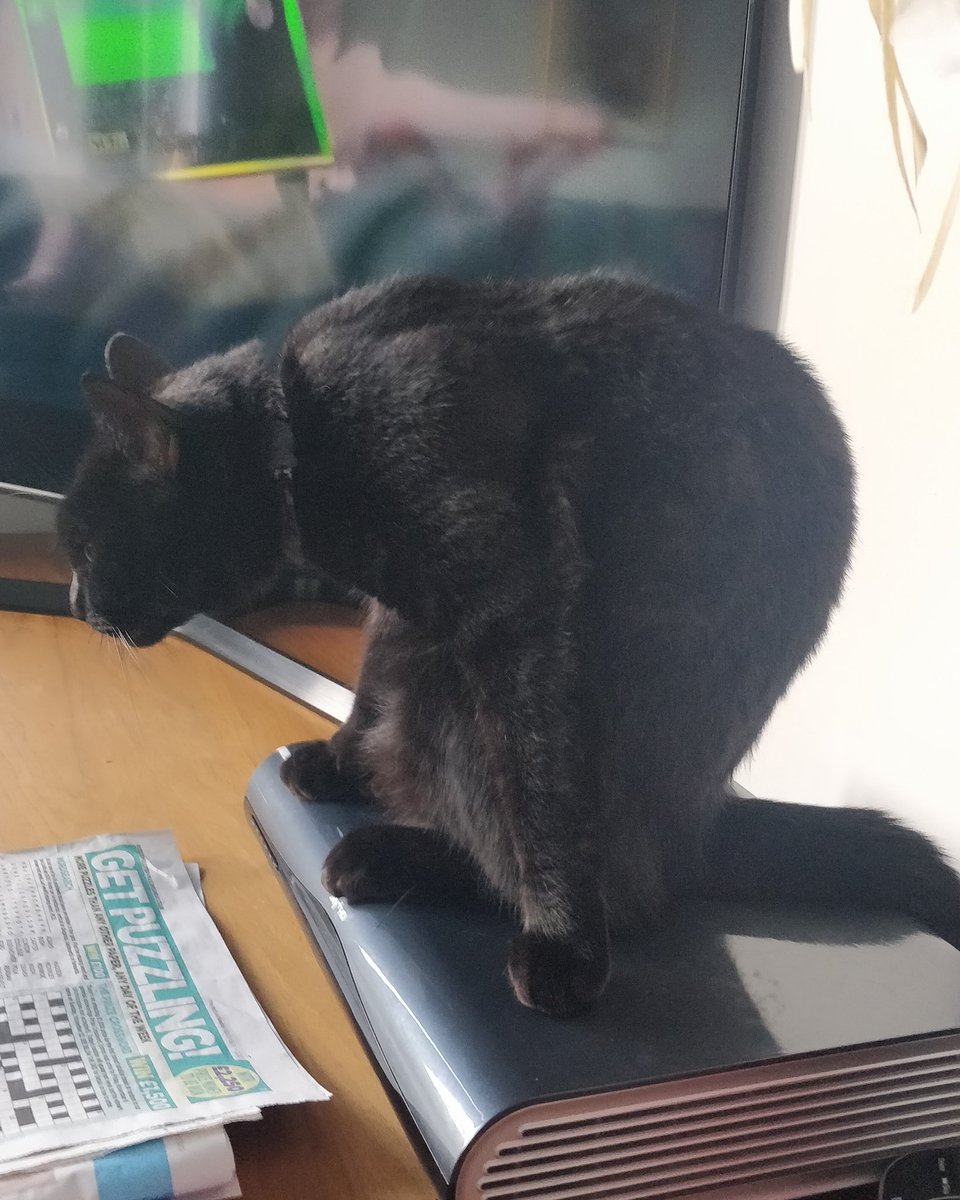 NoseyParkerrr's tweet photo. My mum is really sad today as her Papa Peter is in his final hours. I would love it if we could come together to make a paw circle. In the mean time I'm going to pull funny moves to keep her smiling. #contortionistcat #WDG @RatBoyCurry @OllieFangClub @FartyCheddarCat https://t.co/k8JRgFd6S2