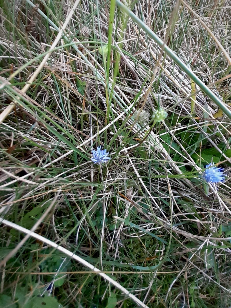 manxnature's tweet photo. Sheep's bit, still in flower on a cold and very windy #CronkYBing nature reserve this week!
One of its other common names is #BlueButtons and it's commonly found in dry habitats, such as that at Cronk y Bing!
#ManxNature https://t.co/SHqkxZCrhi