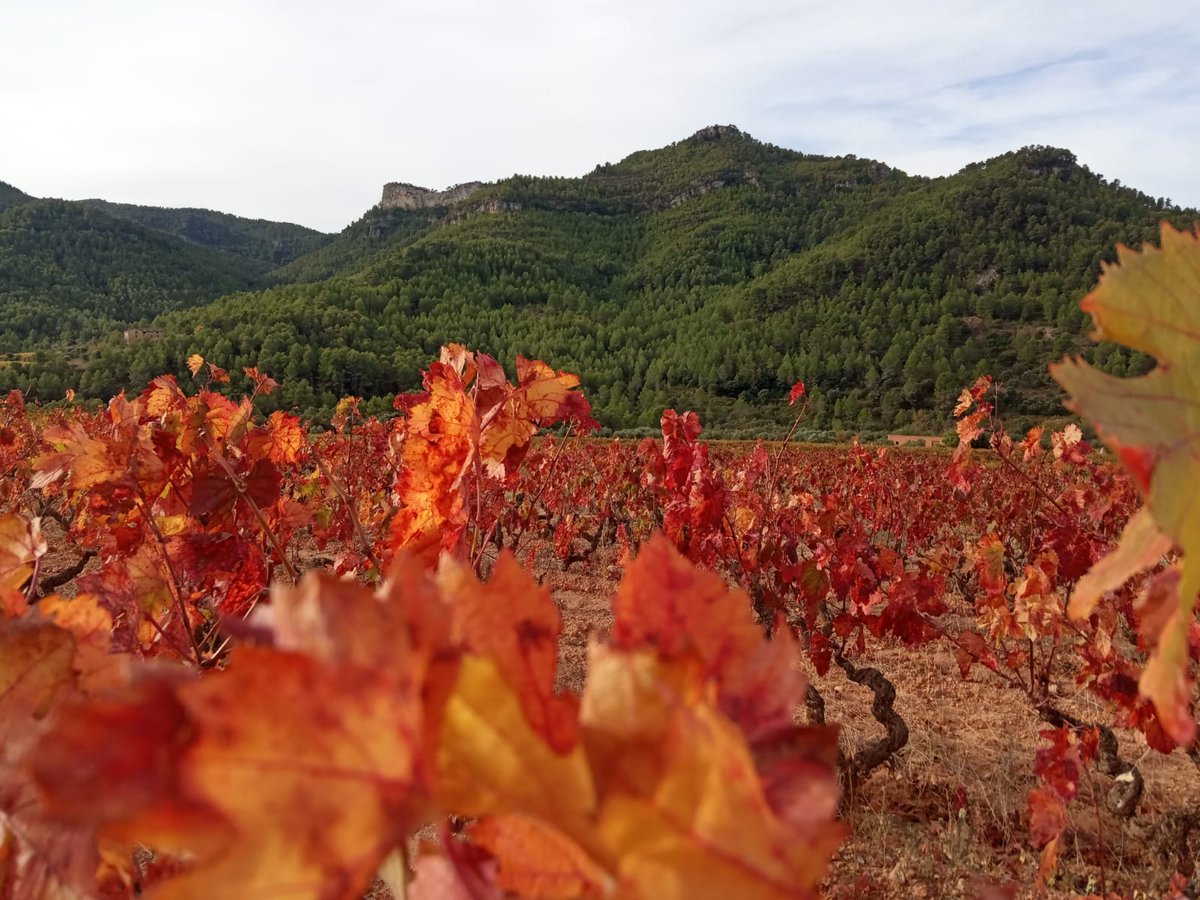 Els colors de la tardor al #Priorat són d'aquelles coses difícils de descriure!
#SomPaisatge #SomMontsant