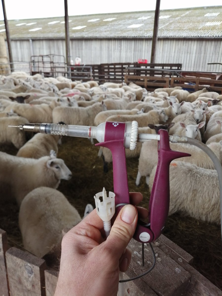 OK... Sheep all dosed so now available for #COVID19 vaccinating so we can all get back to bloody normal. Can do about 150 head/hour with handling pens and a race set up outside Boots the chemist.Have my own dogs for rounding up. Foot trimming also available. Call Jim on 079....