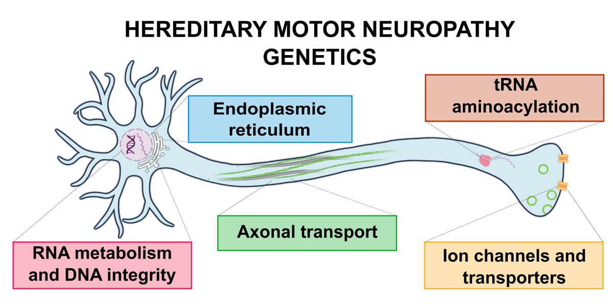 Brain1878's tweet photo. Beijer and Baets review the current genetic landscape of hereditary motor neuropathies, highlighting recent reports of novel genes/mutations and discoveries related to disease mechanisms. https://t.co/38X6CSFVZs https://t.co/9x52zu8I7X