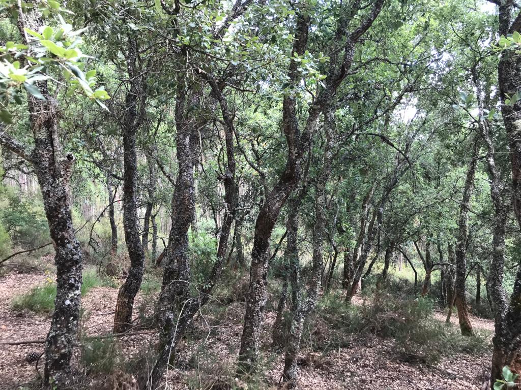 BioBlitz_Tapada's tweet photo. 🧵2/5 Conheça a equipa de árvores!
🌳🌲🌴
Inês Marques Duarte é Arquitecta Paisagista e #PhD em Engenharia Florestal e dos Recursos Naturais. Investigadora em Ecologia da Paisagem aplicada à conservação da natureza e aos ecossistemas florestais.
@ceabaetaneves
#BioBlitzTapada https://t.co/OHGIZH8bOe