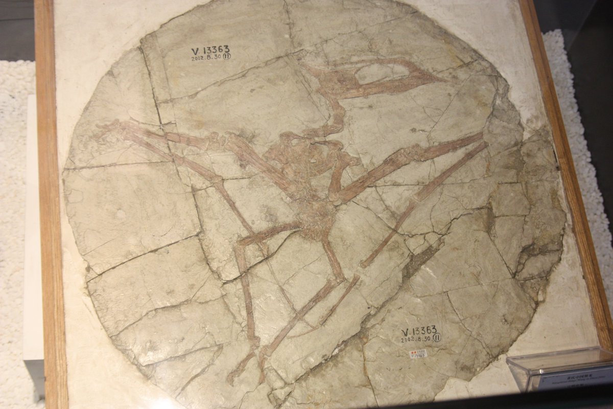 Something less fragmentary now, a complete Sinopterus from the Early Cretaceous of China. This was one of the tapejarids and their ecology is still rather uncertain but might well have been terrestrial foragers feeding on things like fruit and seeds.