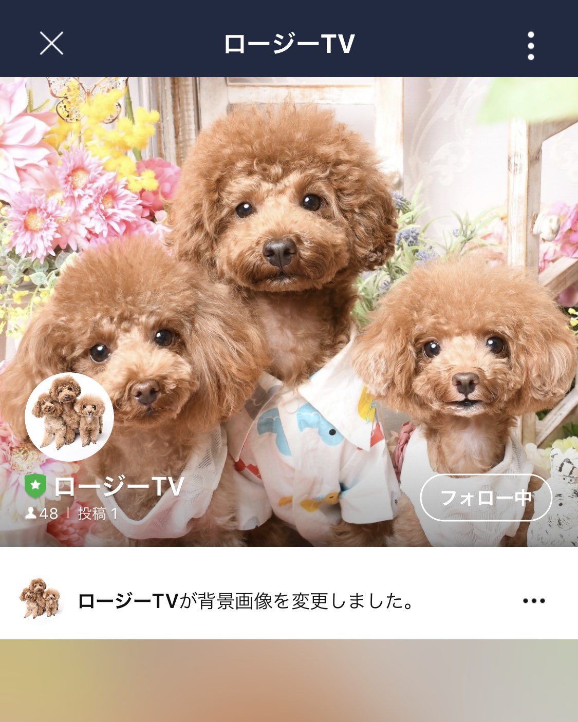 トイプードル親子のロージー シェリ ジェム ロージーtv Line公式アカウント ができました トークでロージーからメッセージが届いたり タイムラインで短い動画が配信されます お友達登録はこちら T Co Mvocsv33ju 登録時にロージーから