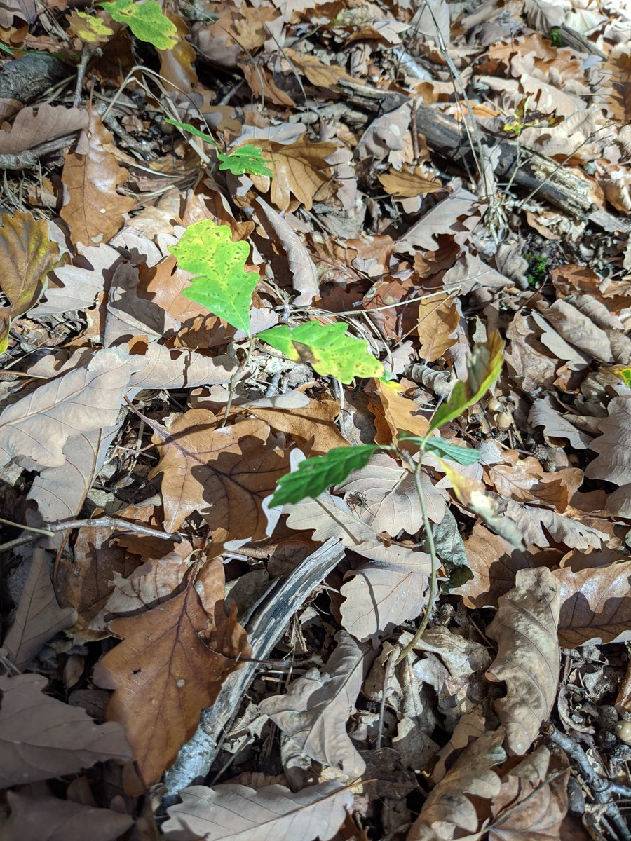 #Waldbesitzer können zusammen mit <a href="/bauhausinfo/">BAUHAUS Deutschland</a> und @SDW_Bundesverb den #Wald der #Zukunft pflanzen! Insgesamt sollen eine Million #Bäume gepflanzt werden. 🌲🌳#forstkammerinformiert bit.ly/392426a
