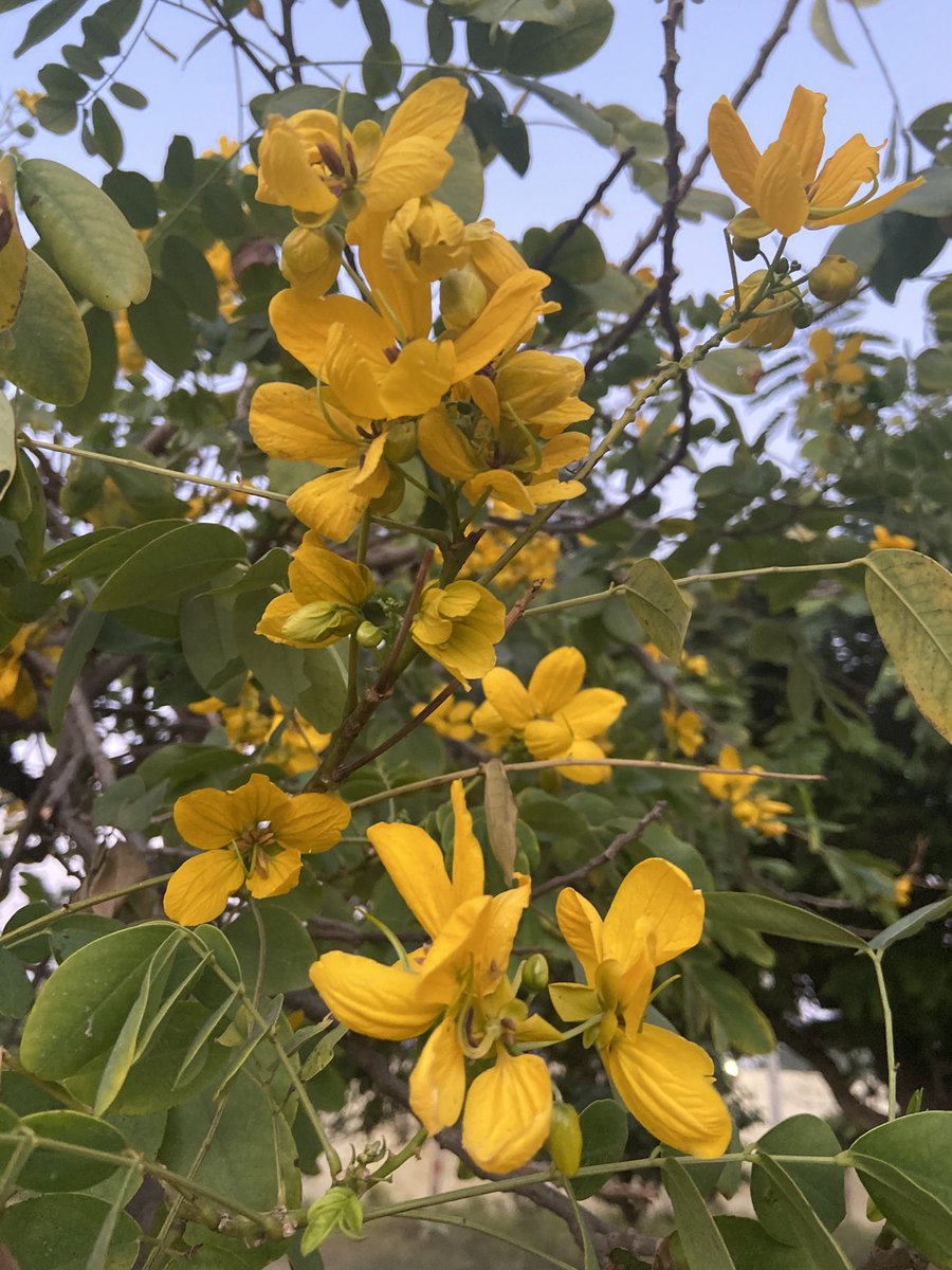 TaraMahakaal's tweet photo. Amaltas ( Golden Shower) in full bloom although the season is over. @gontanokoneroku @Sunstormed @mathilebrandts @keeper_of_books #PureAsGold @BabuSinhBhati @BihuSharma @roopak @MrsMojoRisen82 @drjessica17 https://t.co/cmja17Bex3