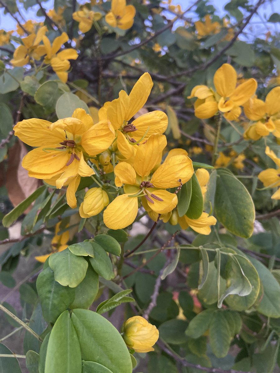 TaraMahakaal's tweet photo. Amaltas ( Golden Shower) in full bloom although the season is over. ⁦@gontanokoneroku⁩ ⁦@Sunstormed⁩ ⁦@mathilebrandts⁩ ⁦@keeper_of_books⁩ #PureAsGold ⁦@BabuSinhBhati⁩ ⁦@BihuSharma⁩ ⁦@roopak⁩ ⁦@MrsMojoRisen82⁩ ⁦@drjessica17⁩ https://t.co/cmja17Bex3
