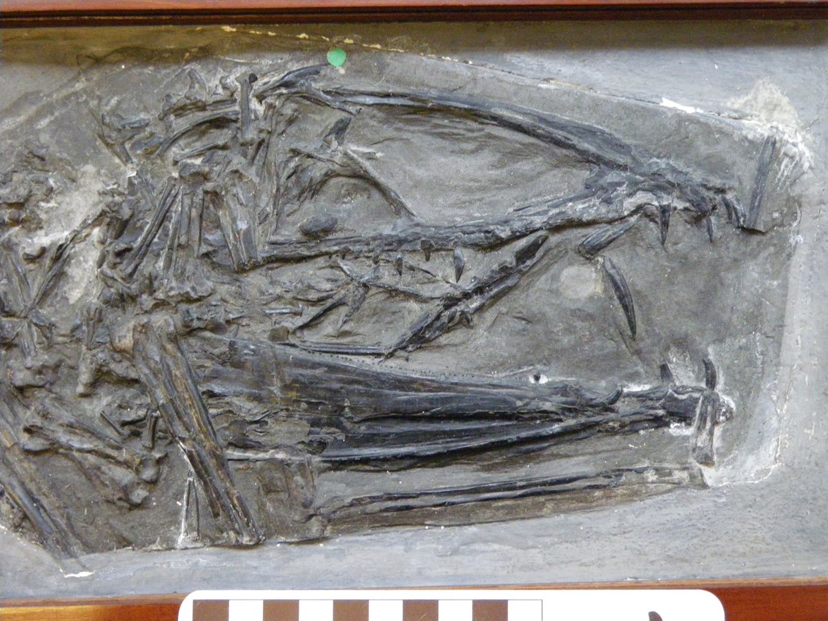 And here's a rather incomplete skull of Dimorphodon from the UK. Note the relatively big fangs at the front of the jaw and the much smaller teeth behind and even tiny ones in the lower jaw.