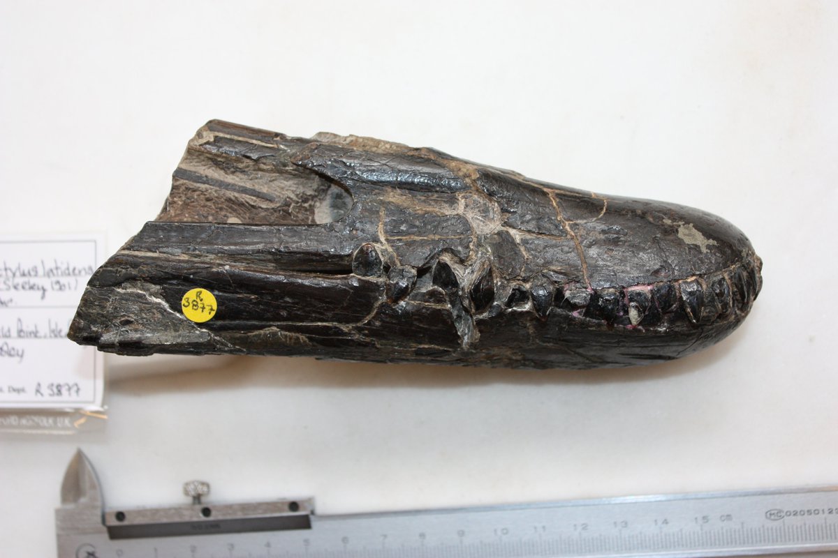 Pterosaurs don't have to be flat. Here's a set of jaw tips of the British Istiodactylus which is wonderfully preserved in 3D. There's quite a bit of this animal though annoyingly many bones are broken, but these rounded jaws and triangular teeth are very characteristic.