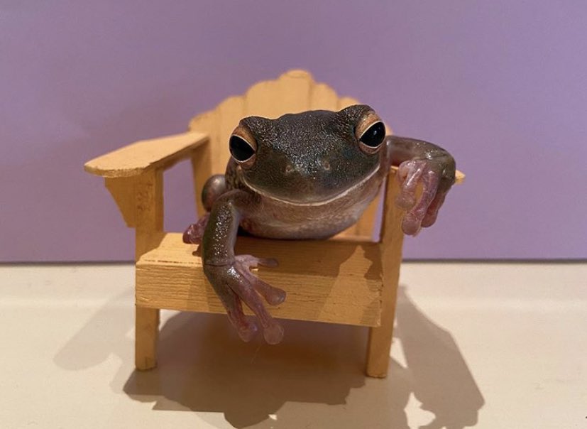 frogsforu's tweet photo. frog in tea cup with little hat .....m mmm...frog  sitting on chair politely https://t.co/j82WttukXQ