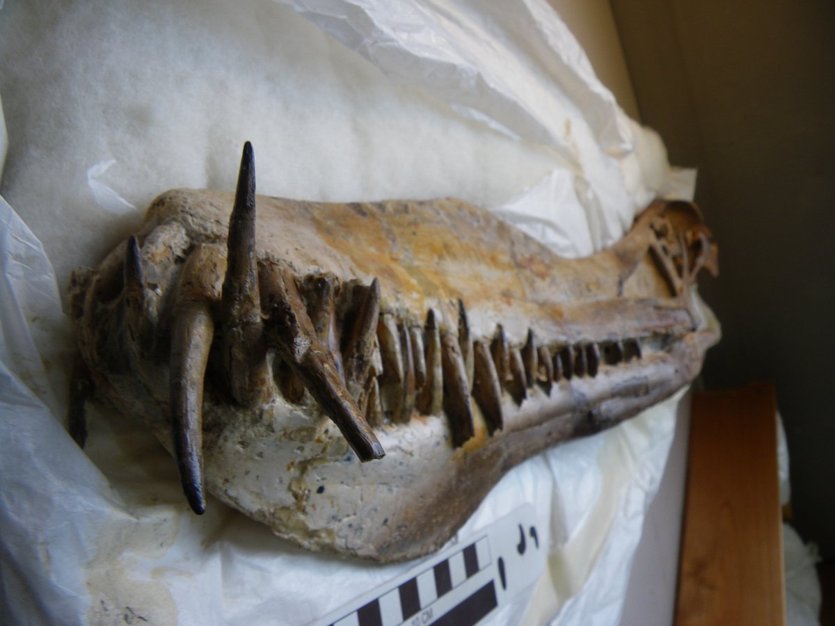 And here's a truly phenomenally complete, intact and 3D head - Anhanguera as seen from the pov of a fish that was about to be eaten a hundred or so million years ago.