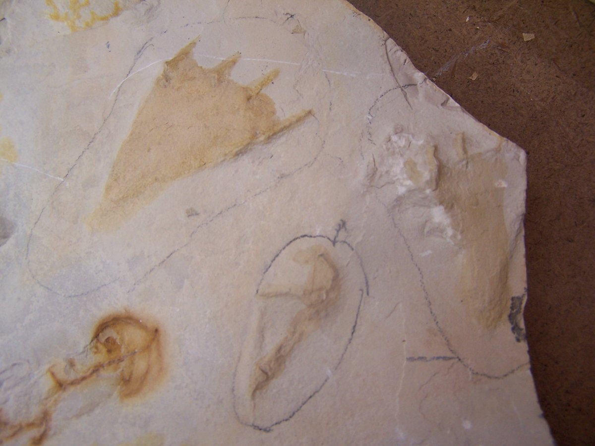 And it's not just bones, we do have pterosaur tracks too. The upper two triangular prints here are from the feet and the one in the middle below is a hand print showing the three free fingers. Pterosaurs were quadrupeds.