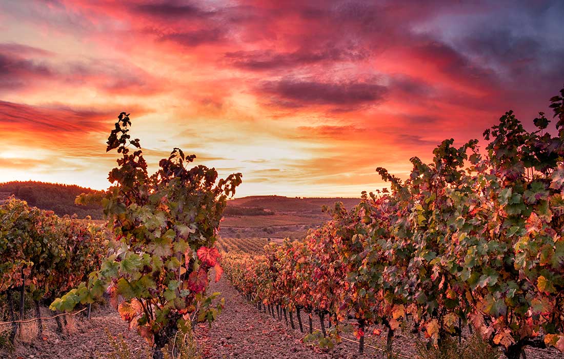 Si no son tiempos para viajar, ya te llevamos nosotros a estos magníficos viñedos de Bodegas Valdemar con nuestro vino de la semana: 🍷 Conde Valdemar Gran Reserva 2003 🍷. 
¿Quién se viene? 🚐😏👇
.
#bodegasvaldemar #vinosvaldemar #condevaldemar #vinos #bodegas #riojawine