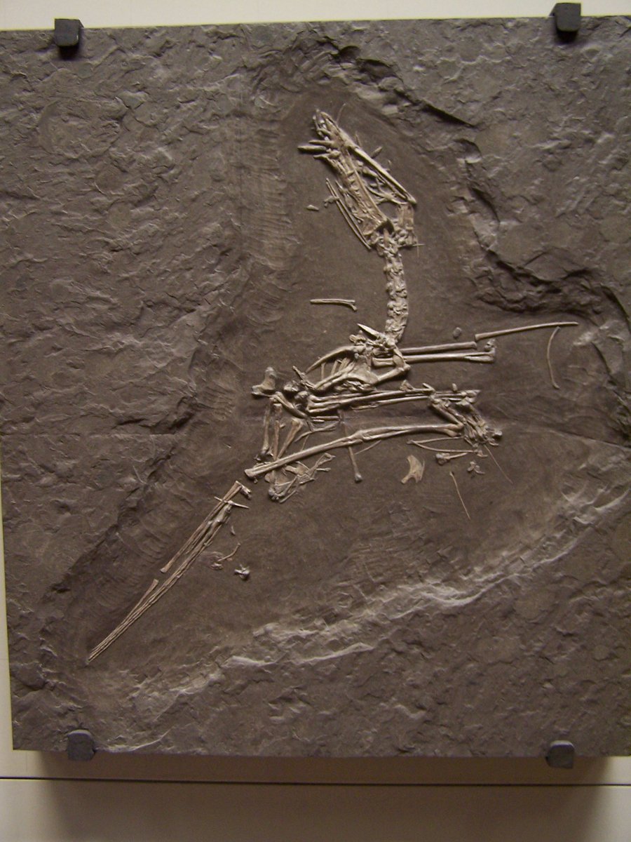 Some fossil localities are very good for pterosaurs and we have large numbers of specimens. This is a very complete, but slightly disarticulated Dorygnathus from Germany, one of many known.