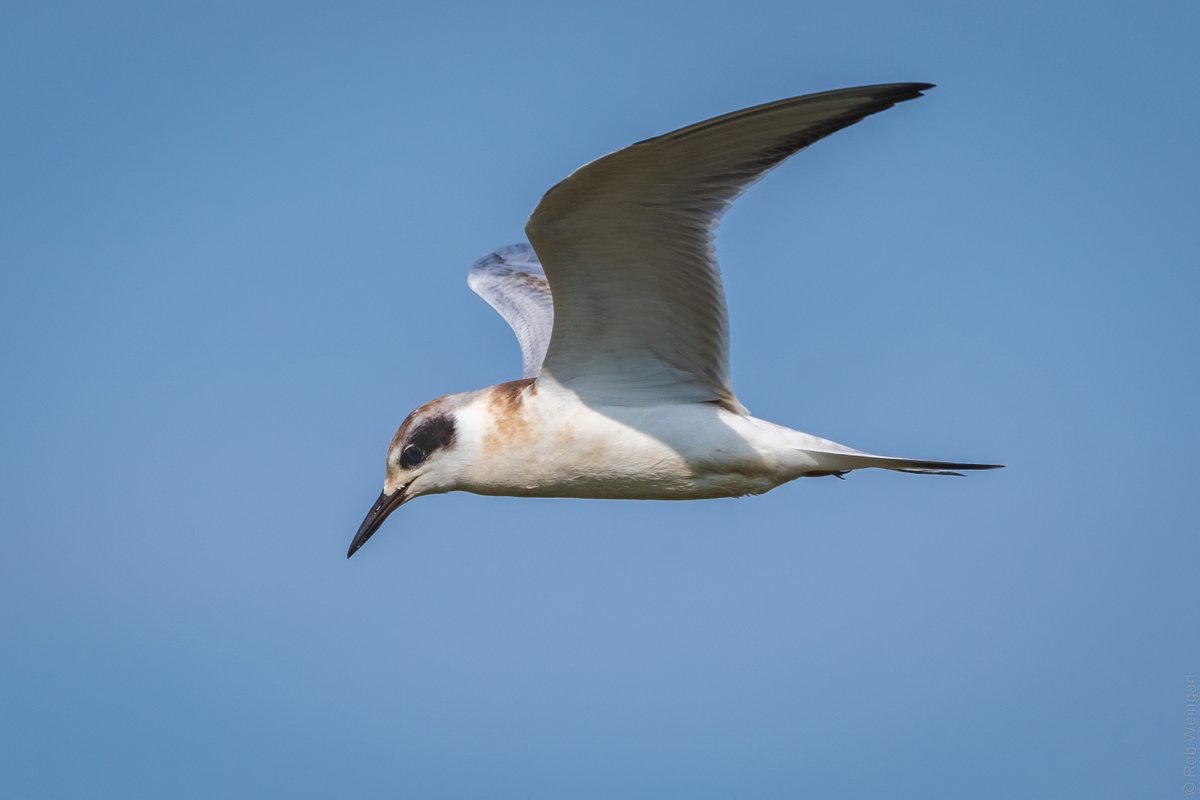 subtraho's tweet photo. Young Foster's Tern on the hunt - #InFlightFriday
#forsterstern #tern #lookingforlunch
#wildlife #wildlifephotography #birding #birdtonic https://t.co/6i8xCJF3xB