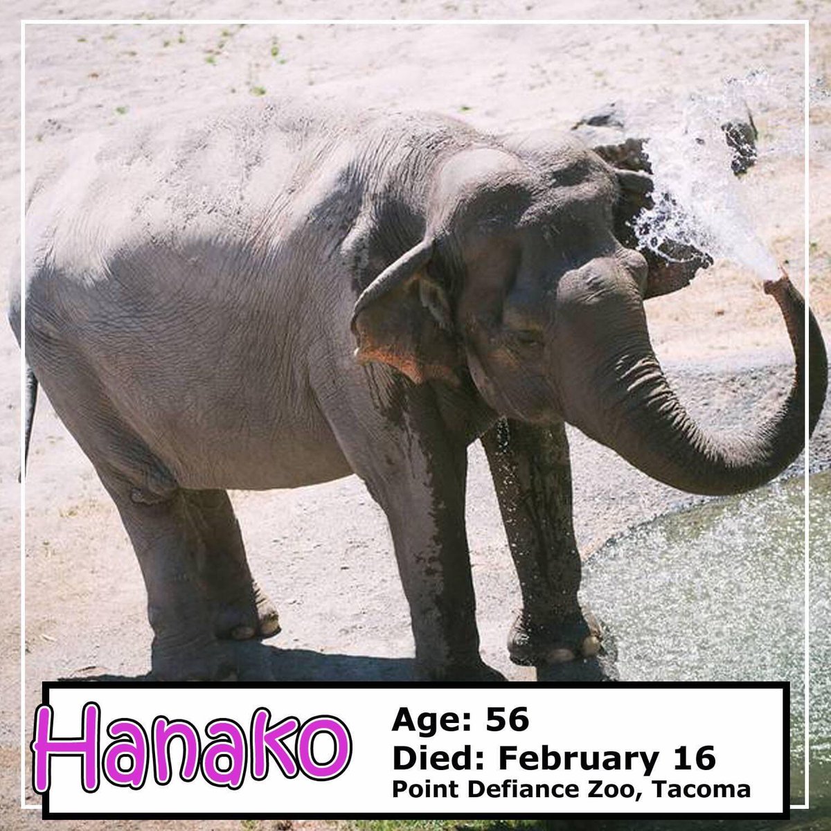 LEAPyeg's tweet photo. Day 6: #Vigil4Elephants - Hanako born in captivity at the Portland Zoo. Transferred to LA Zoo in 74, back to the Portland Zoo in 76, & then the Point Defiance Zoo in Tacoma in 97. Feb 16, 20, after Hanako stopped eating, the zoo made the decision to euthanize her. #RIPHanako https://t.co/fxCSLGGb4s