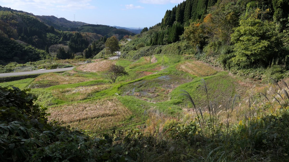 そば は水はけの良い土地に育つもので、本来田んぼに植えるのには向いていないそうだ。よく見るとあちこちに排水路が切られている。
ここの棚田は一時、耕作放棄地になりそうだったが、ふもとの刈安集落の有志の人々によって引き取られている。
#津幡町 #棚田 #そば畑 https://t.co/vK4GL6Acho