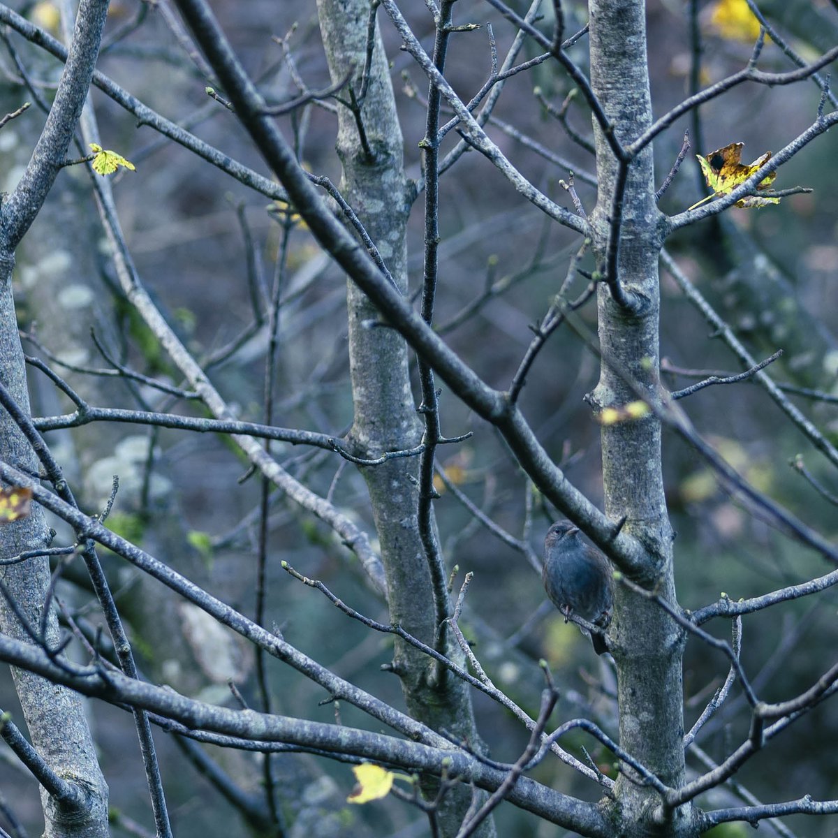 #photography #naturephotography #Landscape #birds #wildbirds #wildbirdsphotography #britishbirds #nikonphotography #trees #treephotography #walks #countrysidephotography #ukphotography #Lancashire #England #relaxing #winterscoming #Autumn #britishcountryside #countrysidescenery
