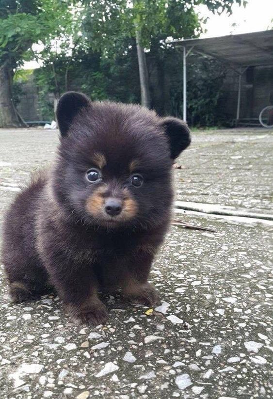 day 103 of jonny as small animals:  confused boys on roads edition 
