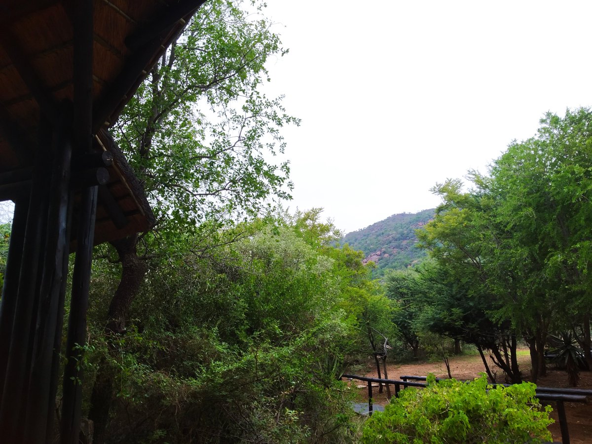 Watching our @MasakhaneNLP keynote at #WMT surrounded by 🇿🇦 nature 🌱❤️ #EMNLP2020