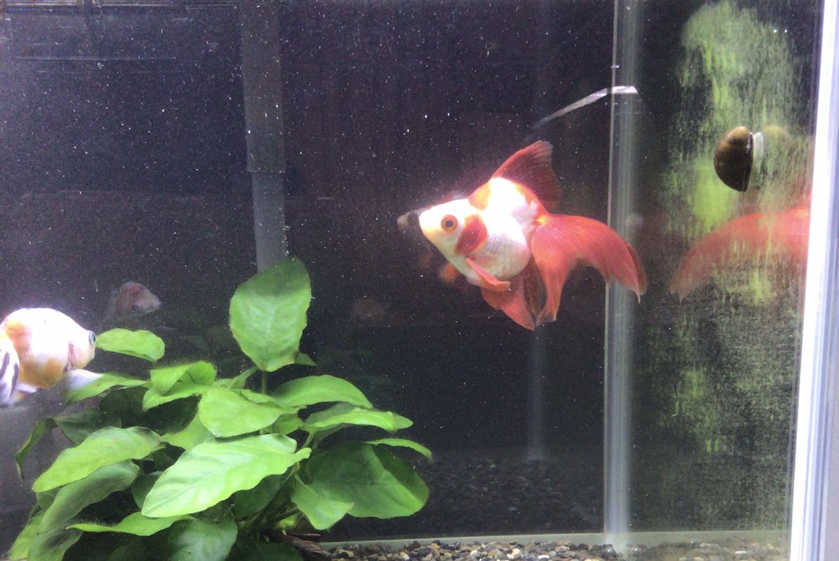 水槽苔 水槽苔