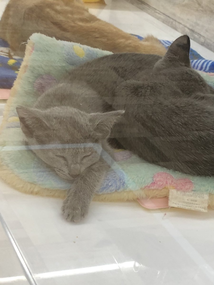 LisaLisa200601's tweet image. 記念日🏡4枚め　お迎えの日のお友達と最後のお昼寝Time💤
#ロシアンブルー#猫#ねこ#こねこ