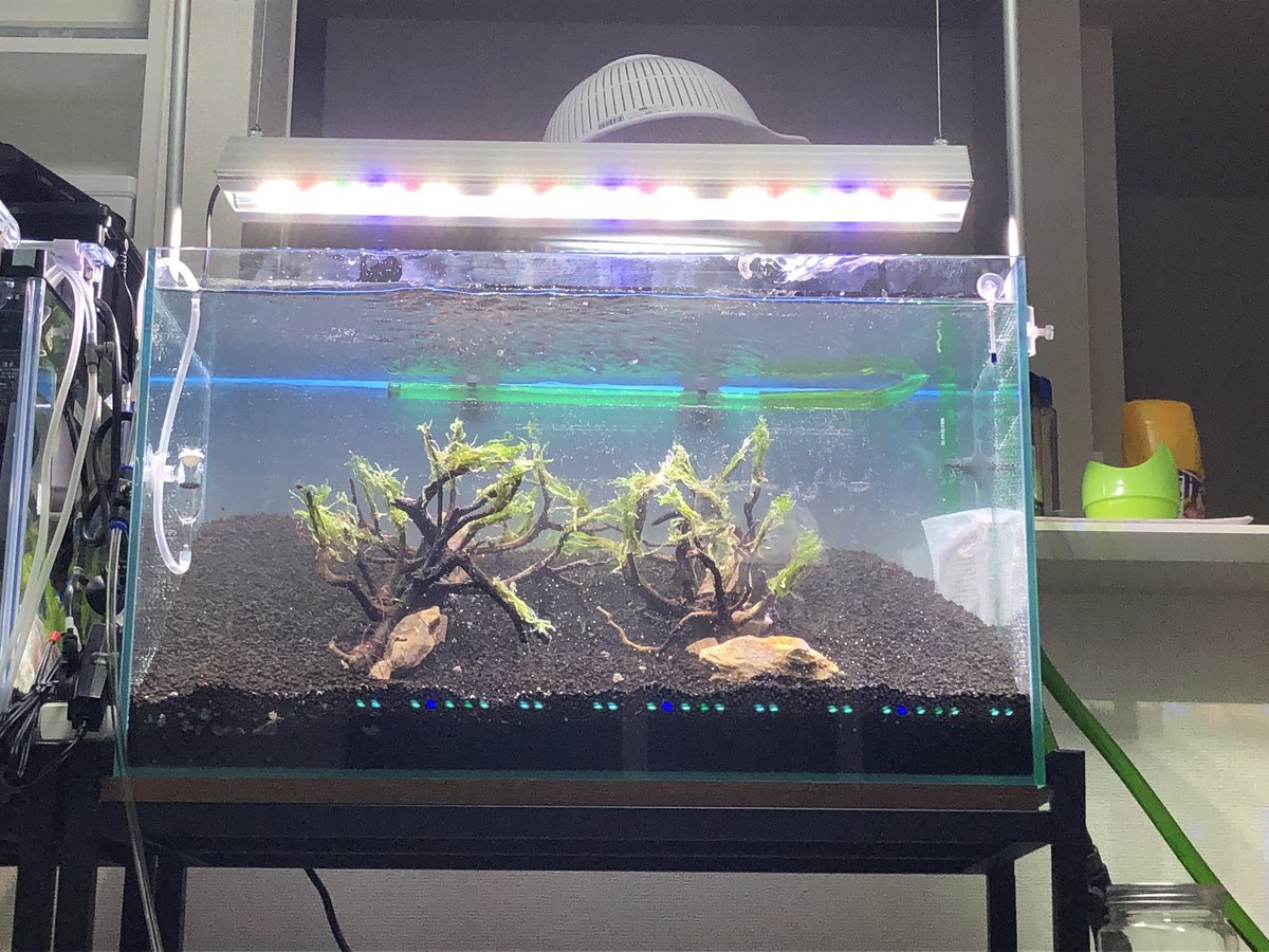 まー アクアリウム 新規立ち上げ水槽 流木にタイワンモス活着 次の2連休で水草植栽 ロタラsp Hra ロタラマクランドラロタラグリーン ロタラワナヤード ショートヘアーグラス ニューラージパールグラス コブラグラス アルテルナンテラレインキーミニ まー アクアリウム 新規立ち上げ水槽 流木にタイワンモス活着 次の2連休で水草植栽 ロタラsp Hra ロタラマクランドラロタラグリーン ロタラワナヤード ショートヘアーグラス ニューラージパールグラス コブラグラス アルテルナンテラレインキーミニ