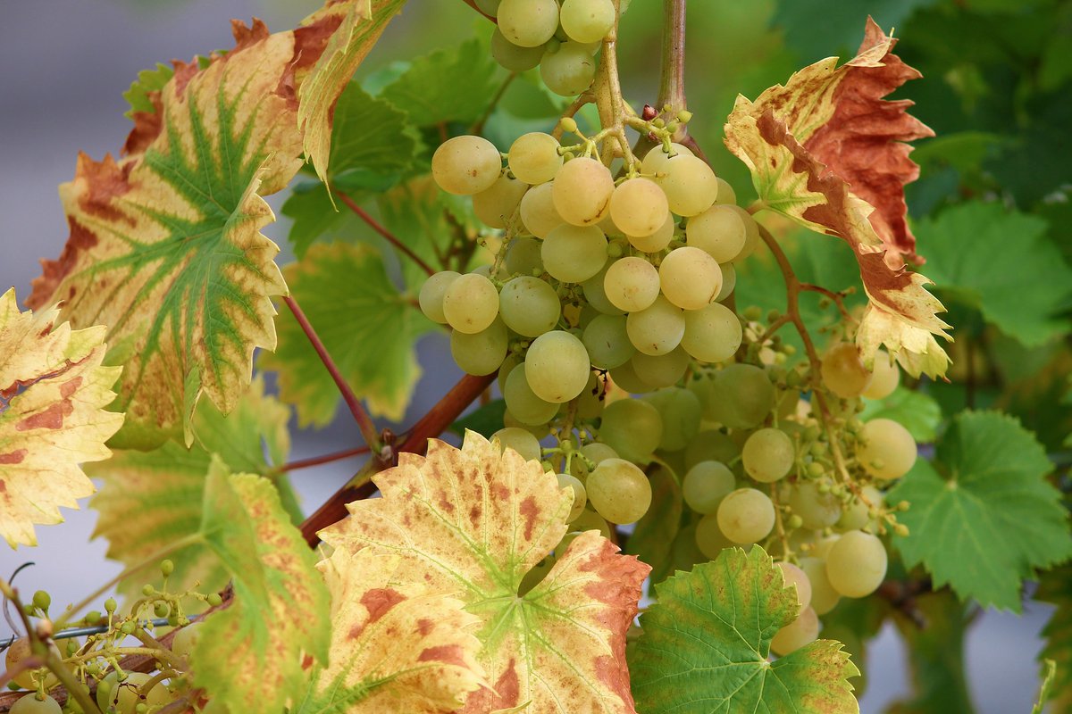 GobiernoMalaga's tweet photo. #Ayudas #Vino #Málaga

📌El @mapagob destina 58,7 M€ al Programa de Apoyo al Sector Vitivinícola Español #PASVE 2019-2023, 3ª convocatoria.

🍇Aprobadas 275 solicitudes👉6 en #Andalucía, que recibirán 408.947€ en 2021 y 2022.
🍇Inversiones 👉 mosto, vino y vinagre de vino. https://t.co/3O2XmquouP